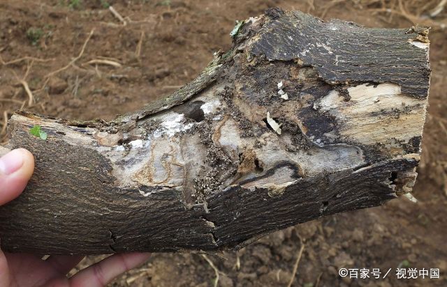 农民种植的柑橘树被"爆皮虫"勾魂,无奈只能将病树砍去当柴烧